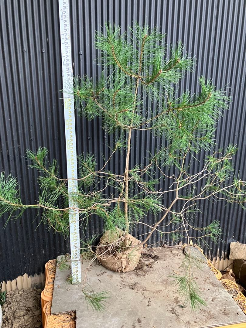 山採り　アカマツ