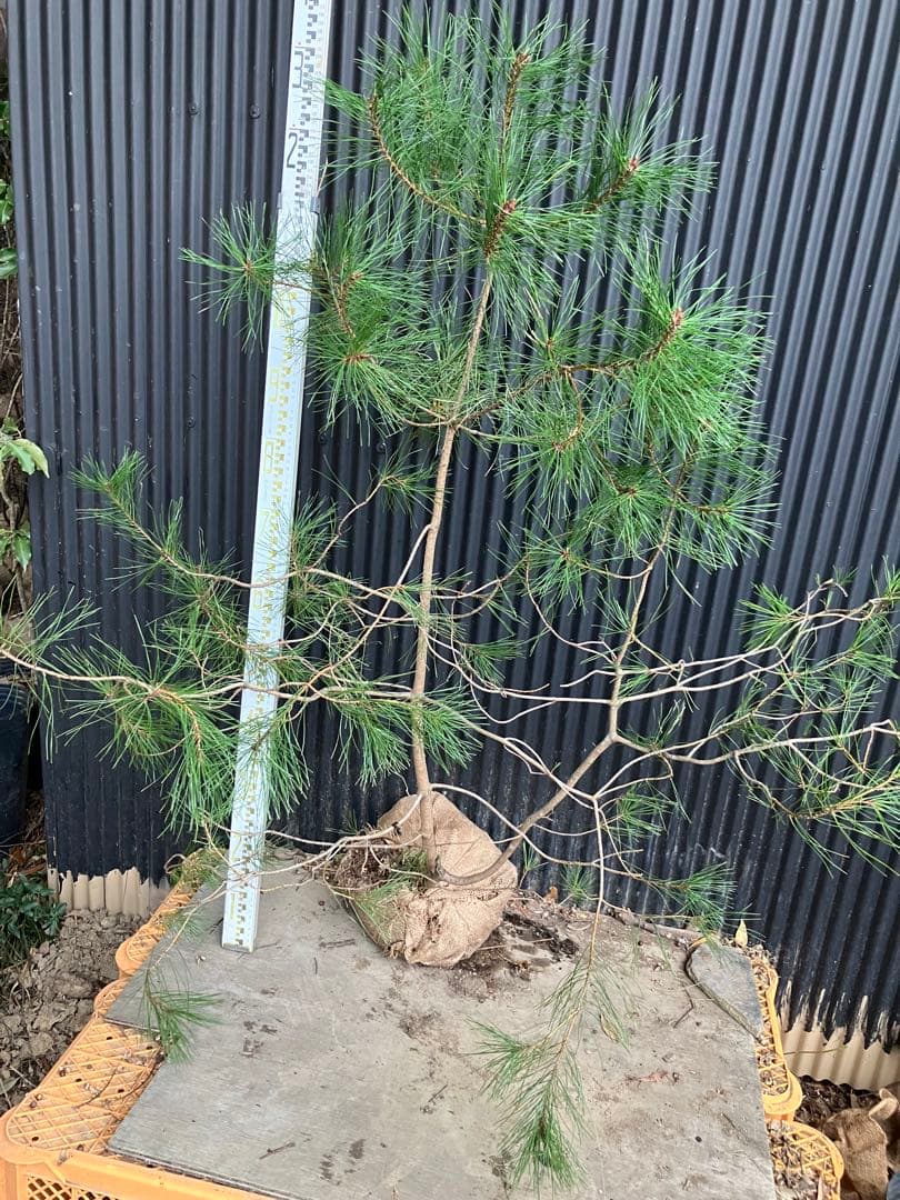 山採り　アカマツ