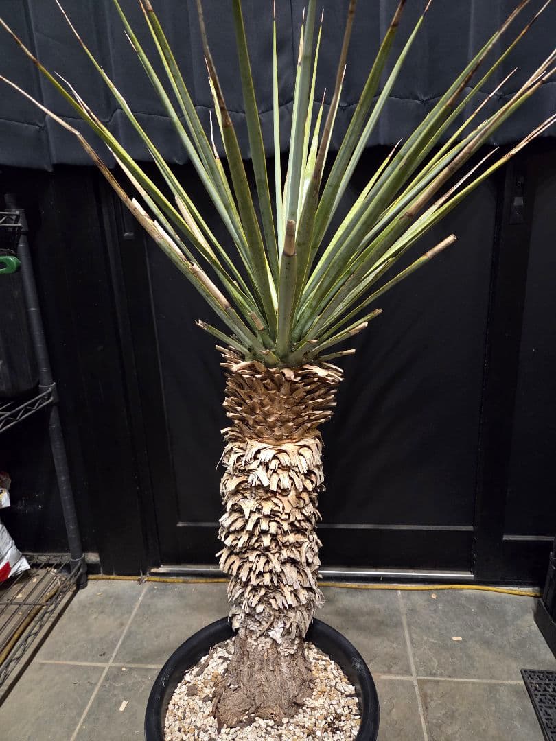 専用出品 特割 ユッカリギダ (あ)