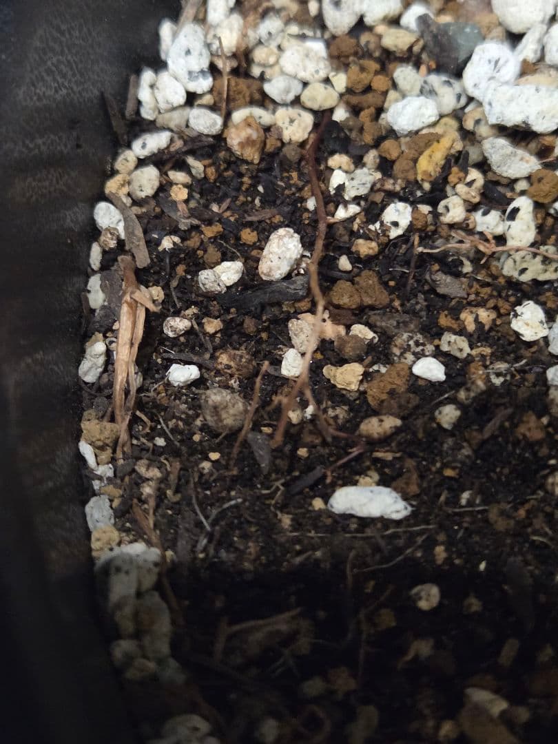 専用出品 特割 ユッカリギダ (あ)