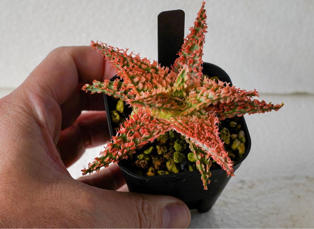 アロエハイブリッド