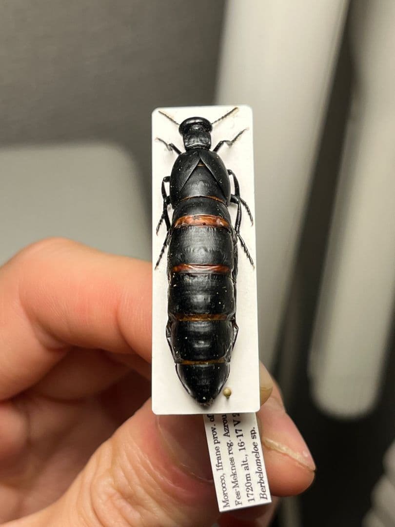 【36mm】ツチハンミョウ モロッコ産 オサムシマイマイカブリ 昆虫標本