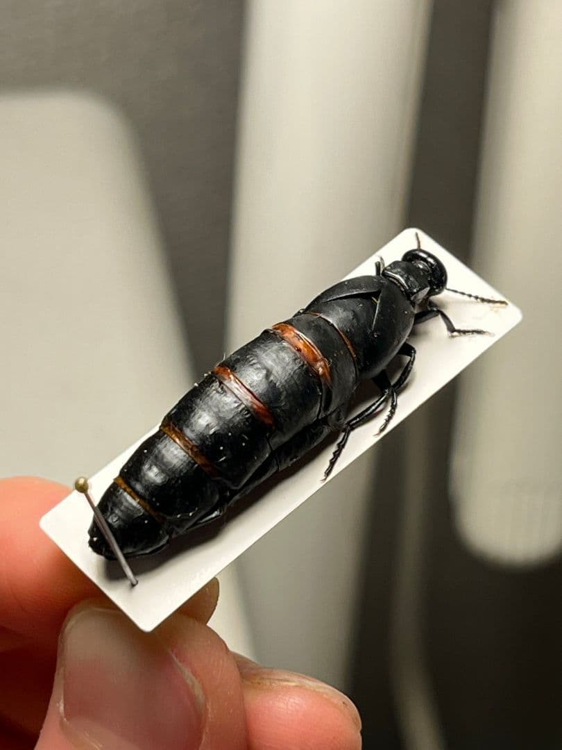 【36mm】ツチハンミョウ モロッコ産 オサムシマイマイカブリ 昆虫標本