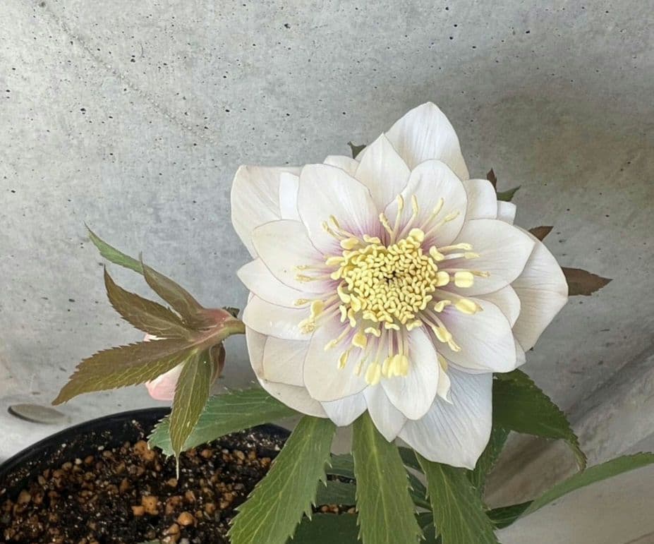 クリスマスローズ　ウィンターシンフォニー　静　dd　整形