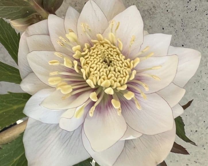 クリスマスローズ　ウィンターシンフォニー　静　dd　整形