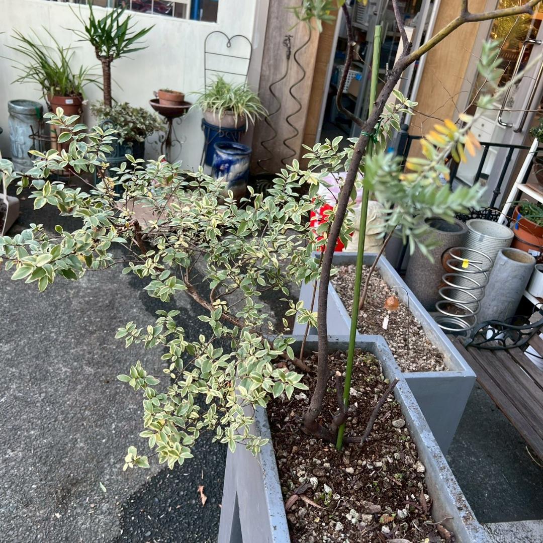 2月特価セール【 2点セット ガーデンインテリア 大・小セット グレー 】