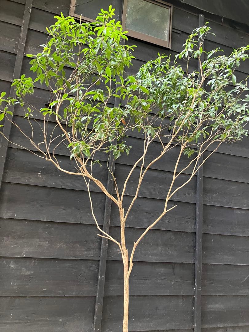 50 山採り　アセビ