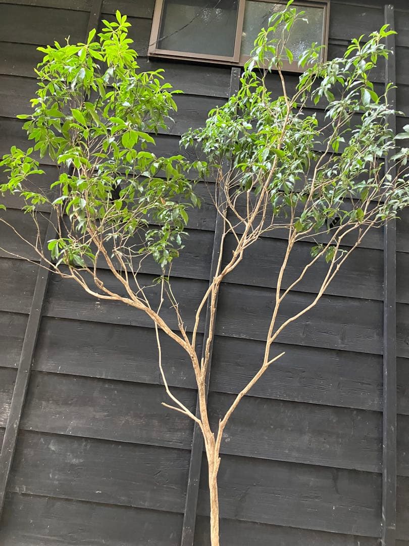 50 山採り　アセビ