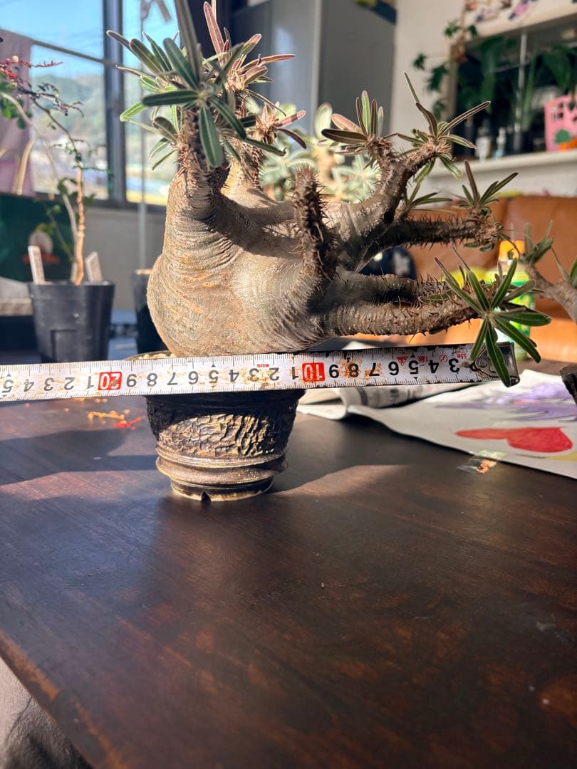 パキポディウムグラキリス　現地株　中型 塊根植物