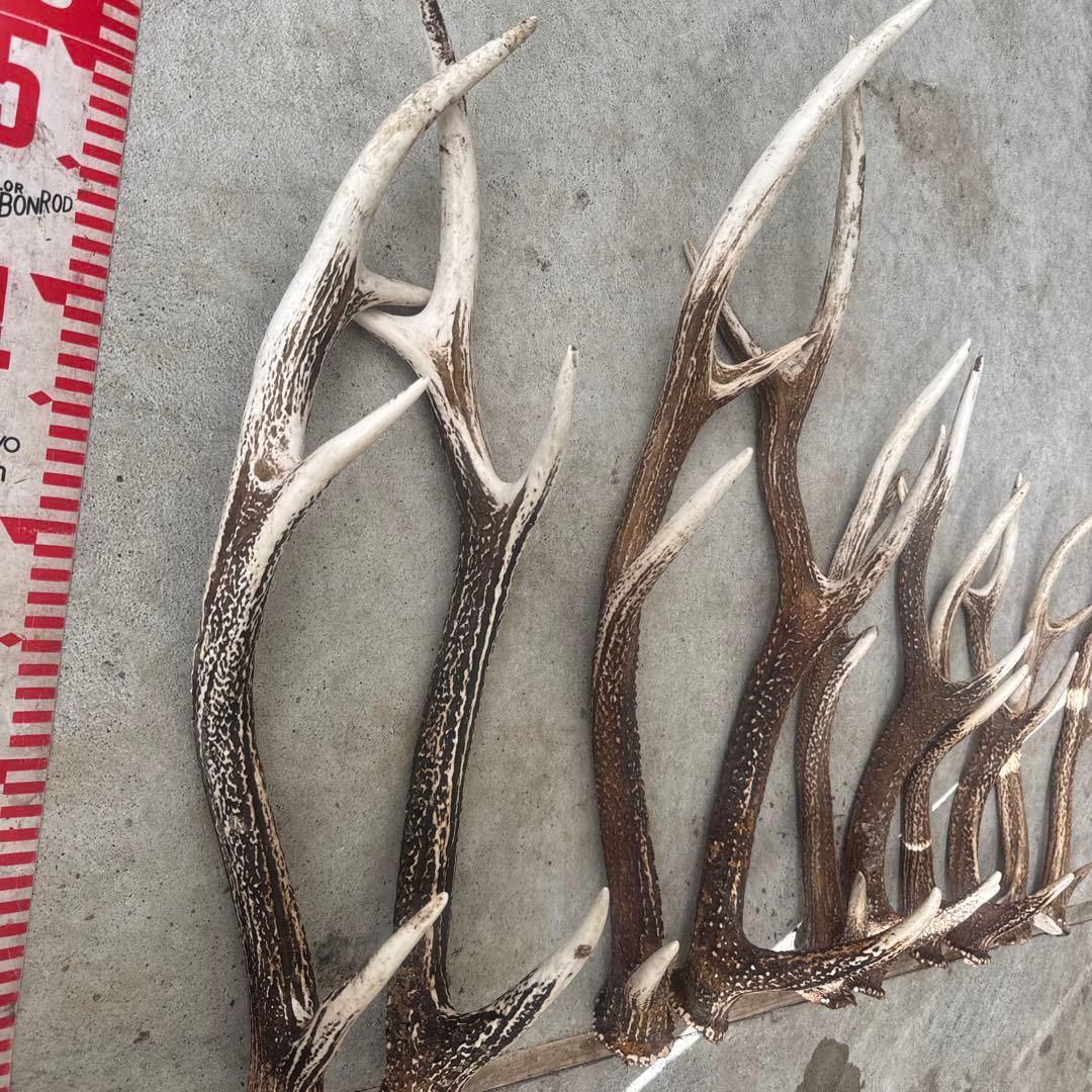 ②鹿の角 セット ニホンジカ 10本