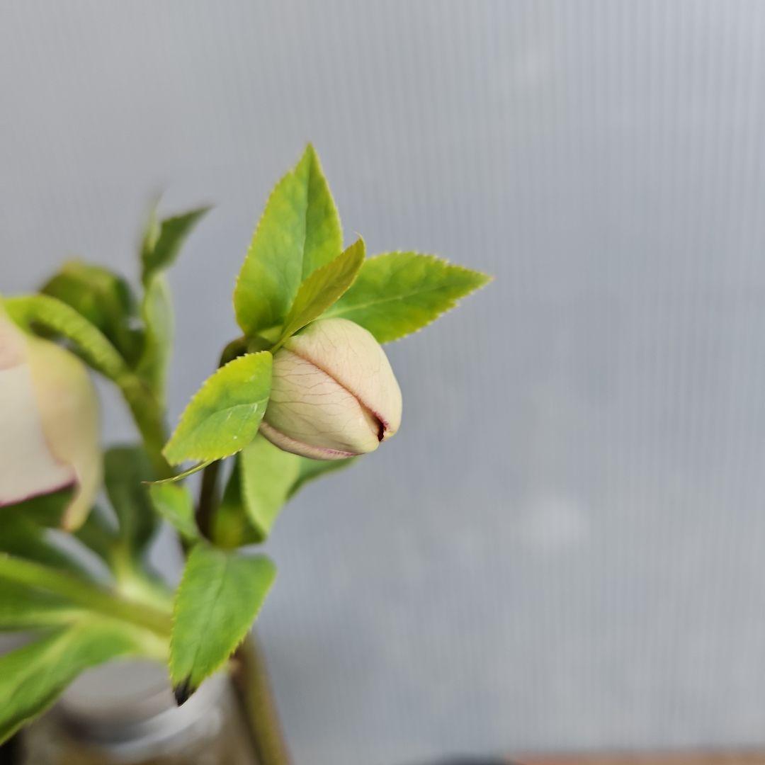 ㉖-343クリスマスローズ