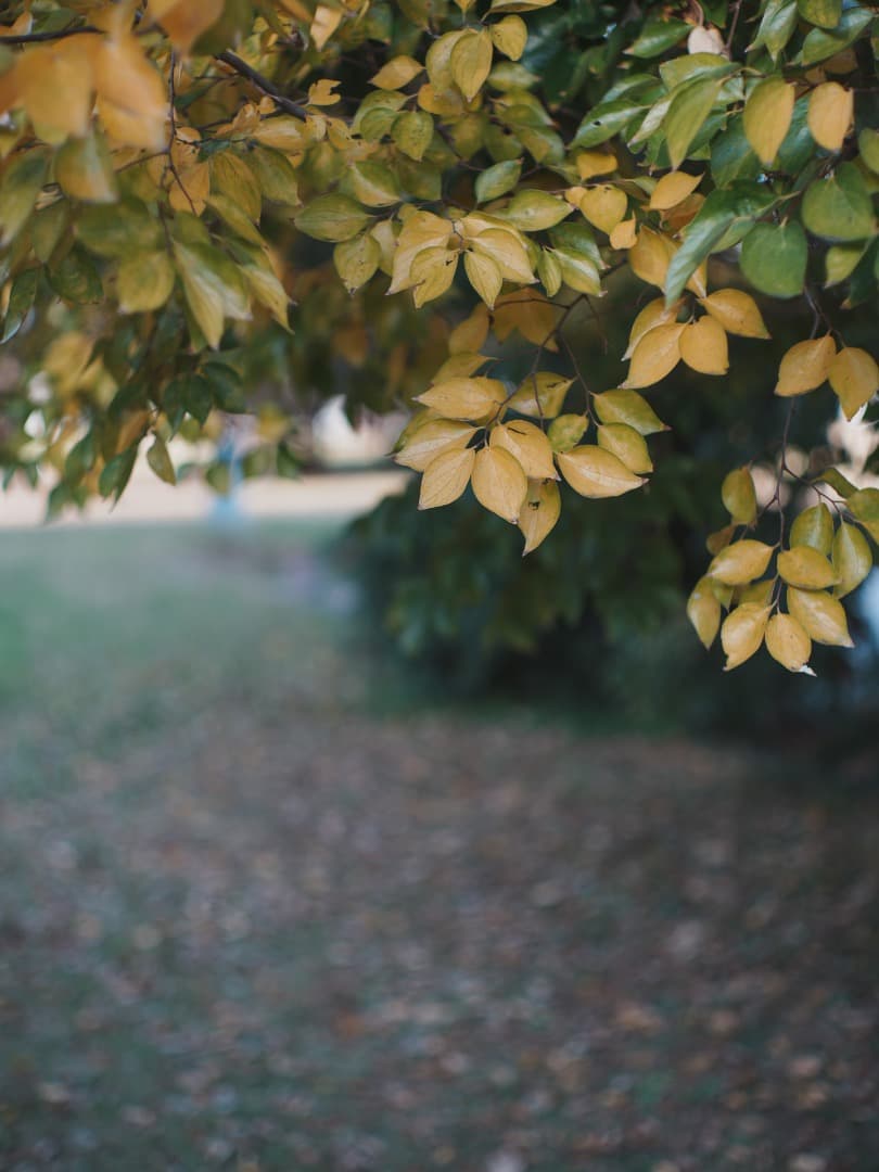 【1961年製　貴婦人】Leica Summilux 50mm