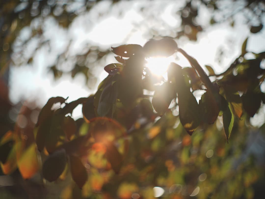 【1961年製　貴婦人】Leica Summilux 50mm