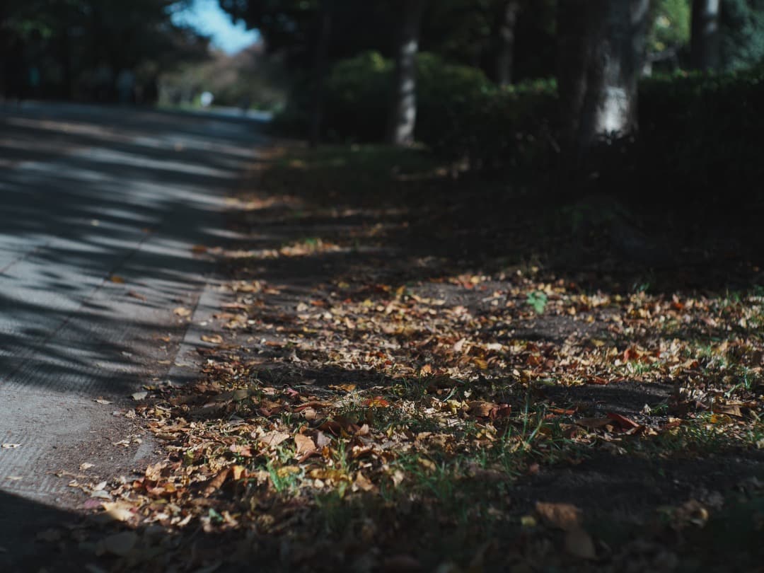 【1961年製　貴婦人】Leica Summilux 50mm