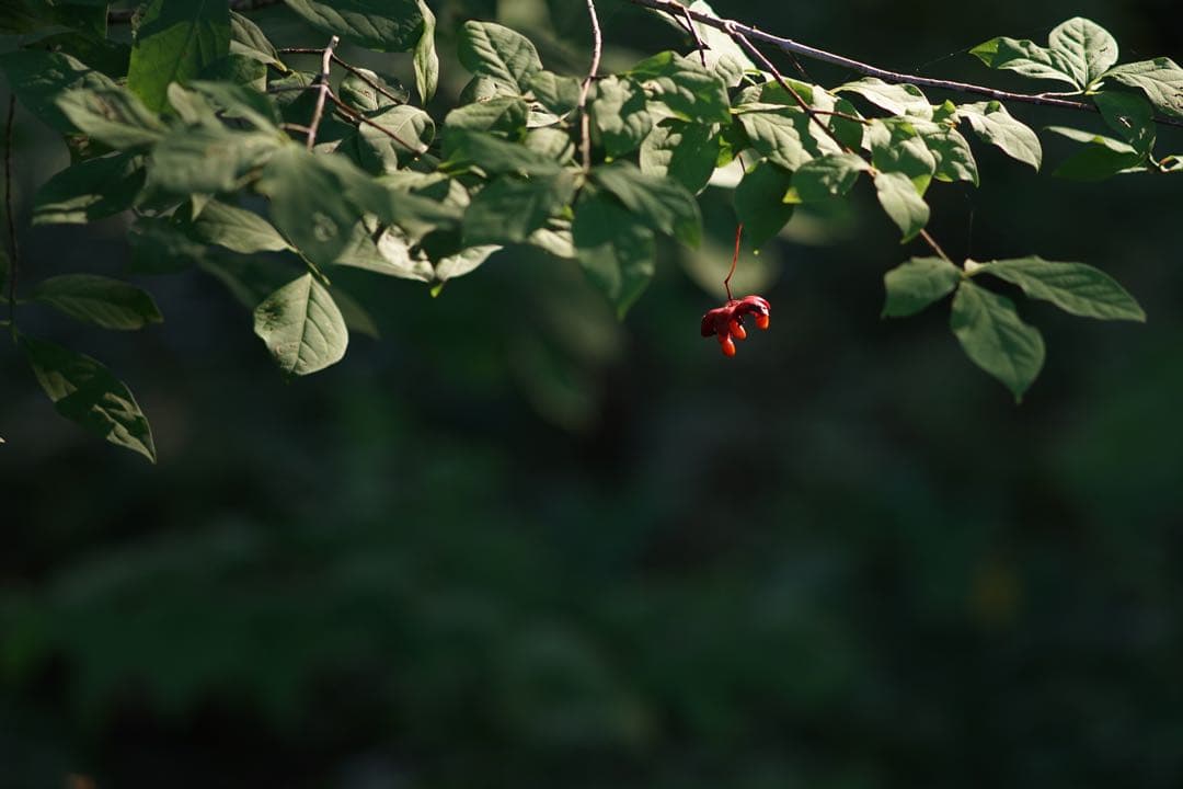 作例付き　SMC PENTAX67 200mm F4 管mpr