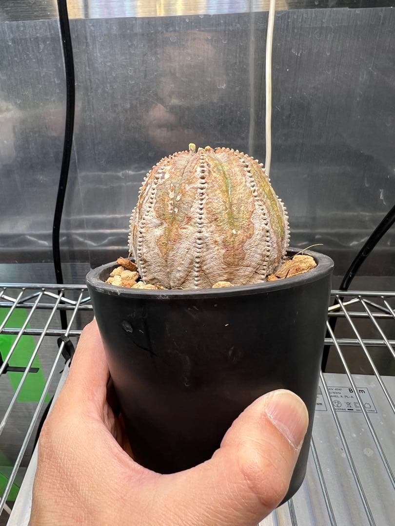 ユーフォルビア オベサ オールド 木質化