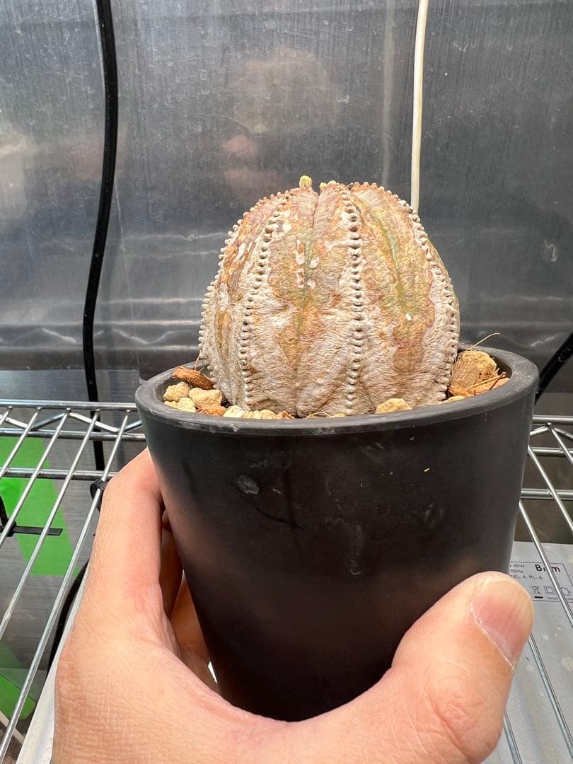 ユーフォルビア オベサ オールド 木質化