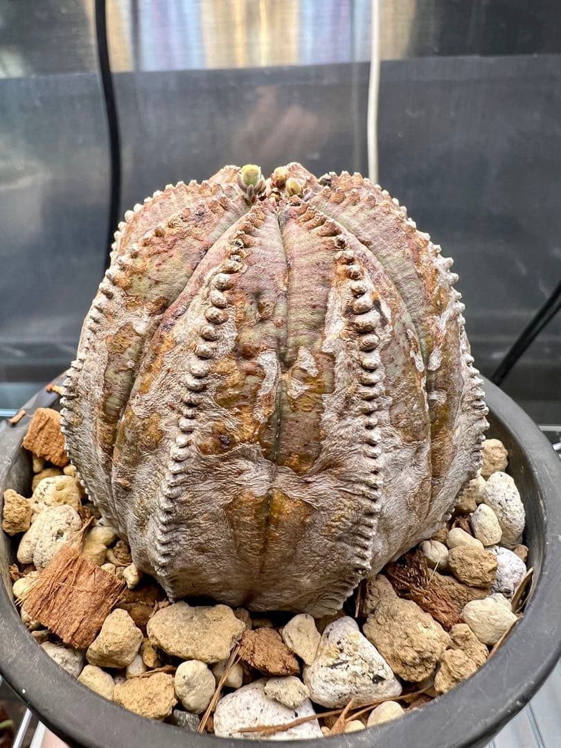 ユーフォルビア オベサ オールド 木質化