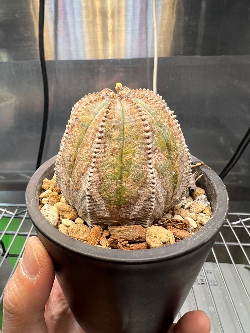 ユーフォルビア オベサ オールド 木質化