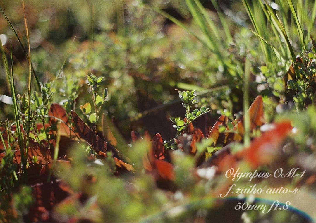 完動品＊初期保証！★オリンパスOM-1★フルセット★フィルム入門に★実写作例多数