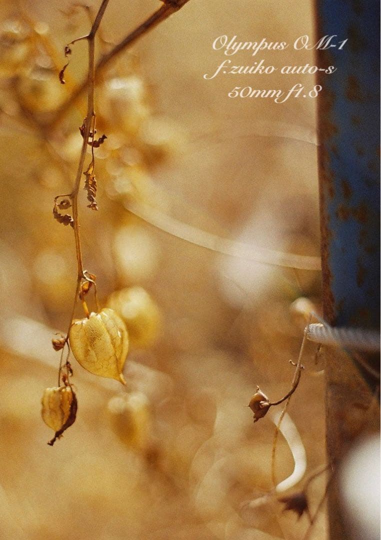 完動品＊初期保証！★オリンパスOM-1★フルセット★フィルム入門に★実写作例多数