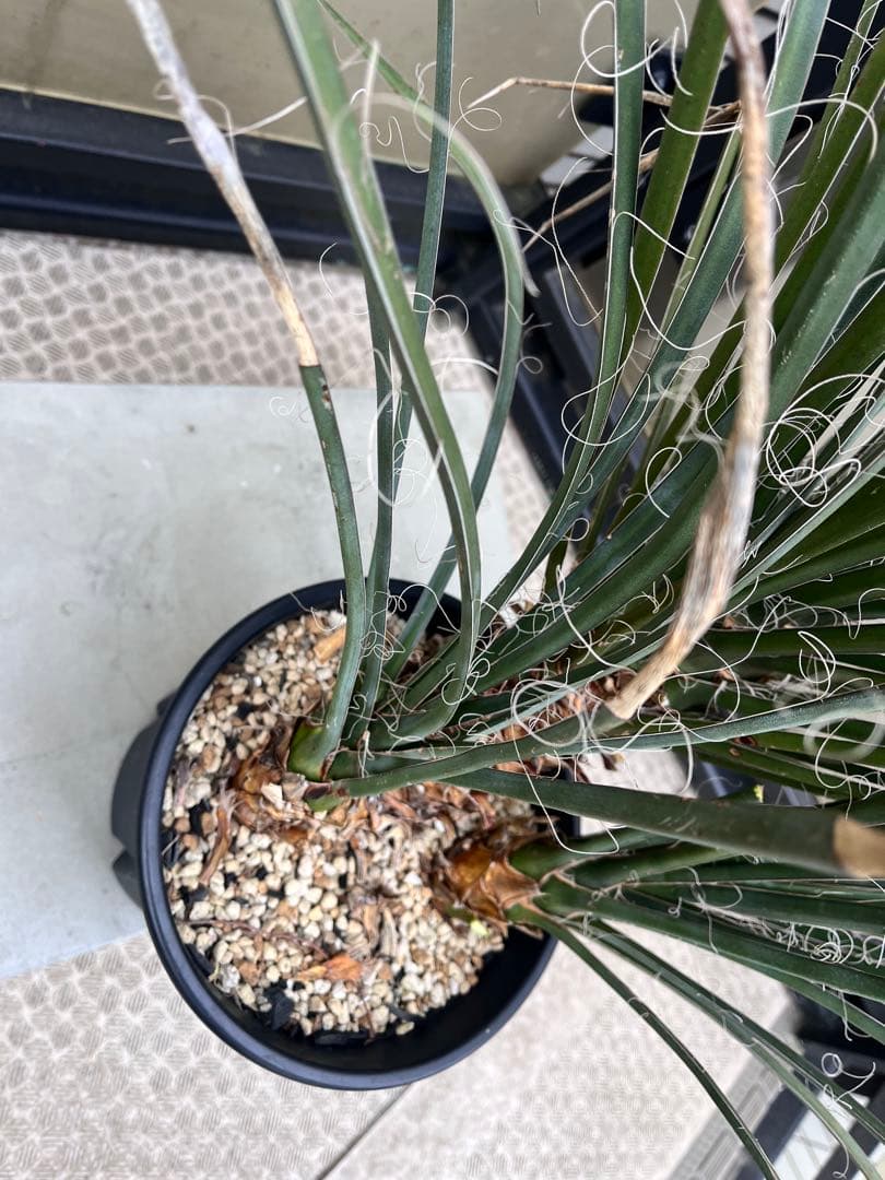 ユッカフィリフェラ3分頭　トリプルヘッド