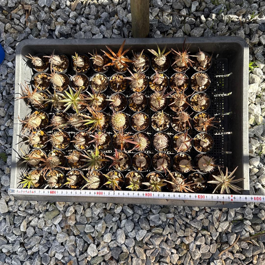 パキポディウムグラキリス