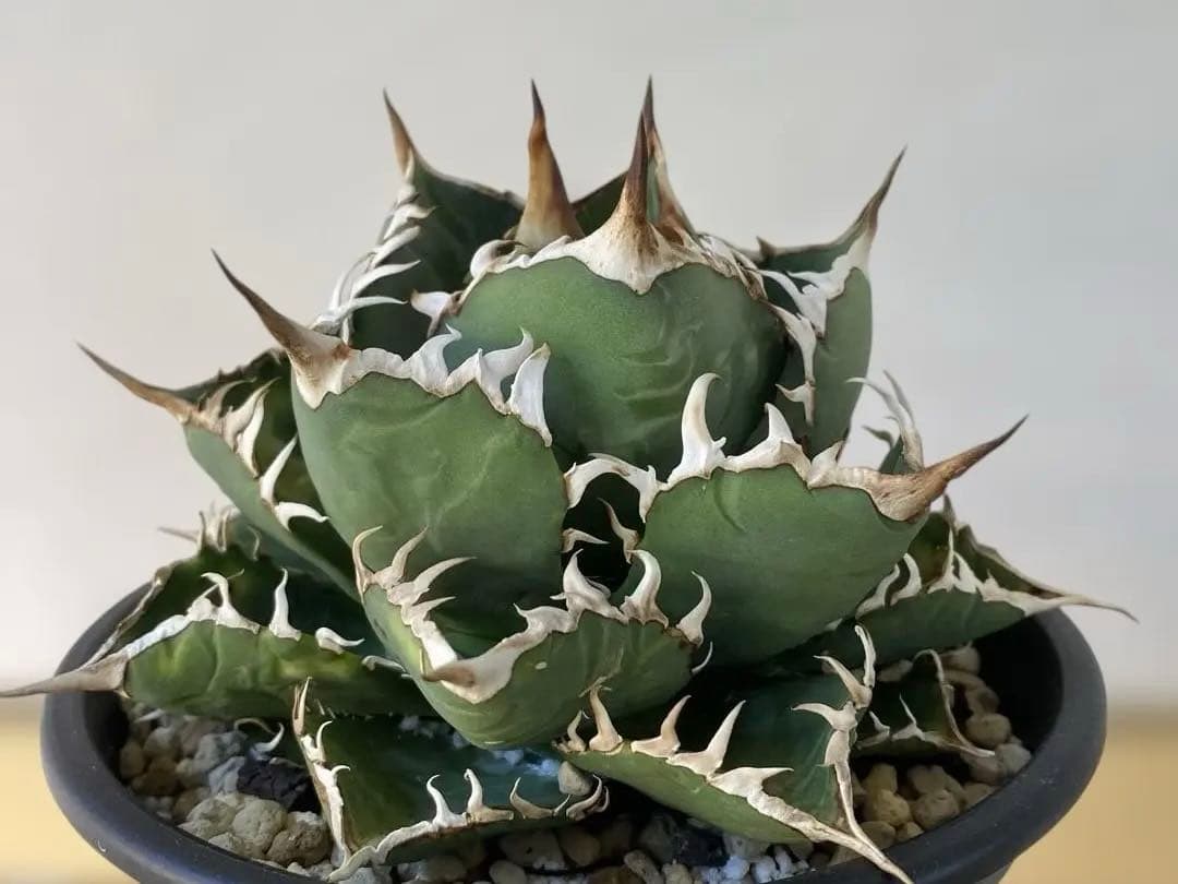 チタノタ　実生　親株