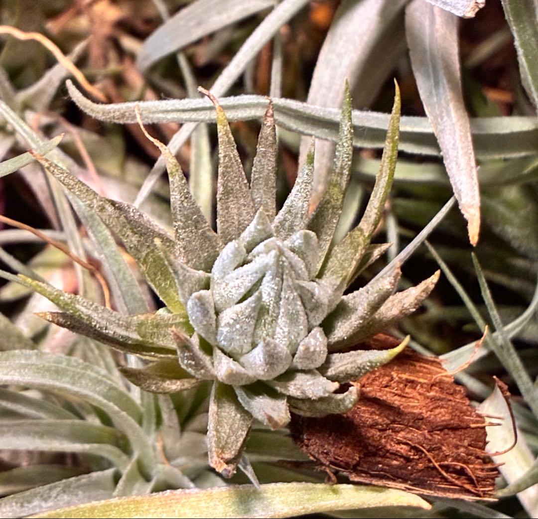 s*r様 Tillandsia ionantha ‘Haselnuss' Koe