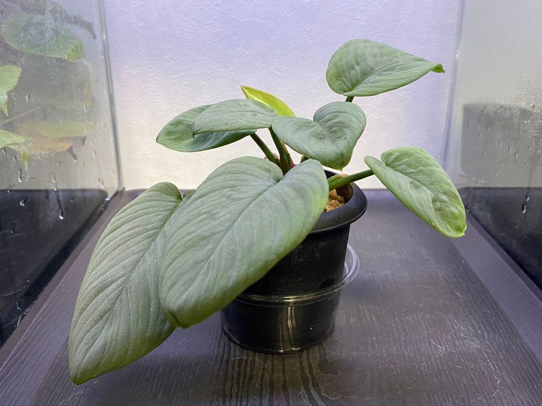 Homalomena sp.“月輪” 【LA0318-01】 大きめ株