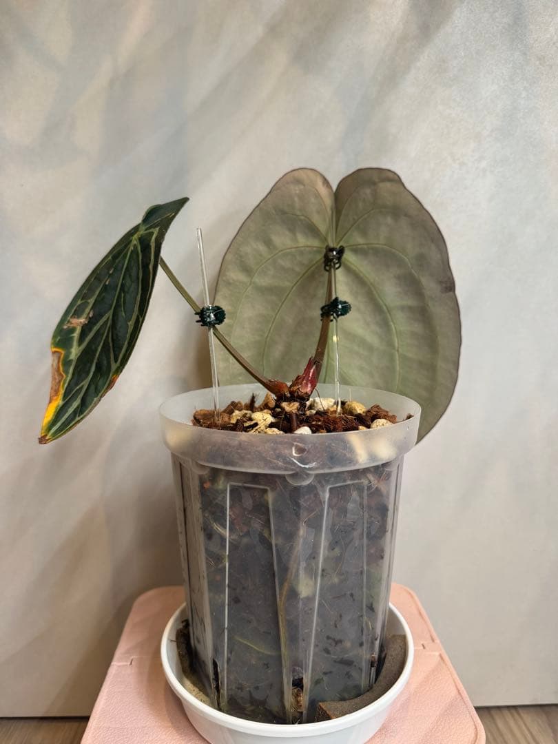 アンスリウム　カーラブラッキー　大株