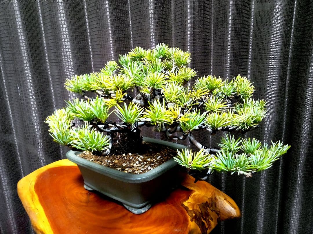 【小品　五葉松盆栽】真柏　　　　　⭕5年後→¥10万円？美品❗