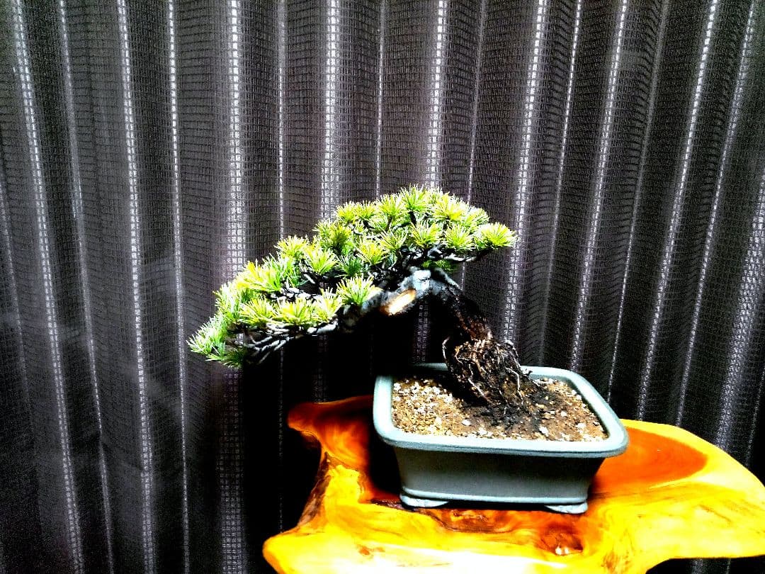 【小品　五葉松盆栽】真柏　　　　　⭕5年後→¥10万円？美品❗