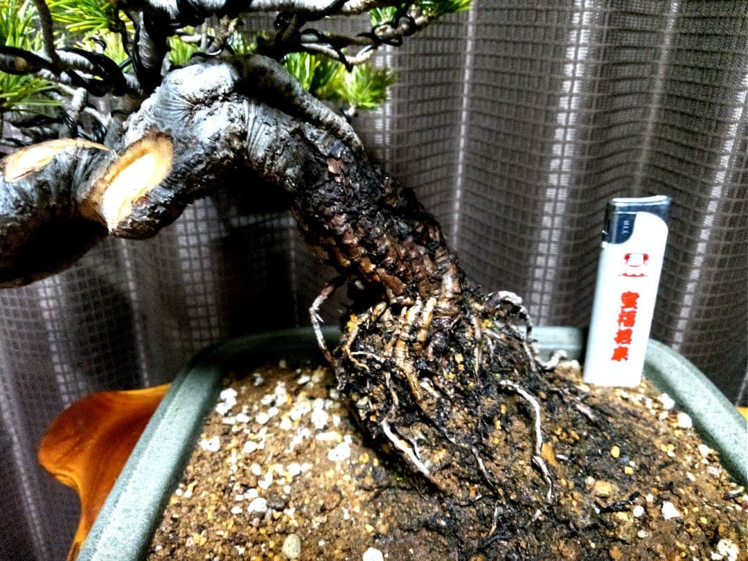 【小品　五葉松盆栽】真柏　　　　　⭕5年後→¥10万円？美品❗