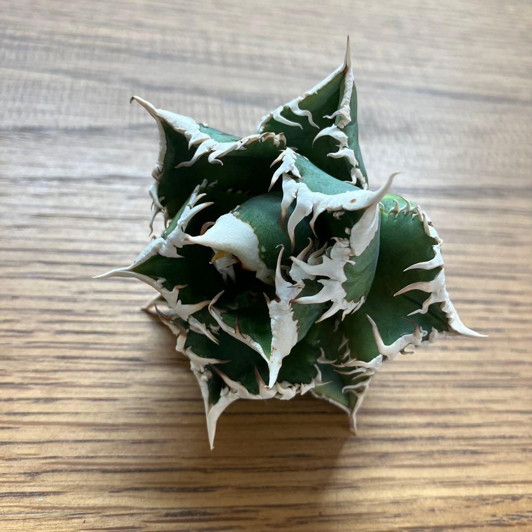 C*7様 【初売りオークション】116 超選抜　優秀　太棘　子株付き　アガベ　白