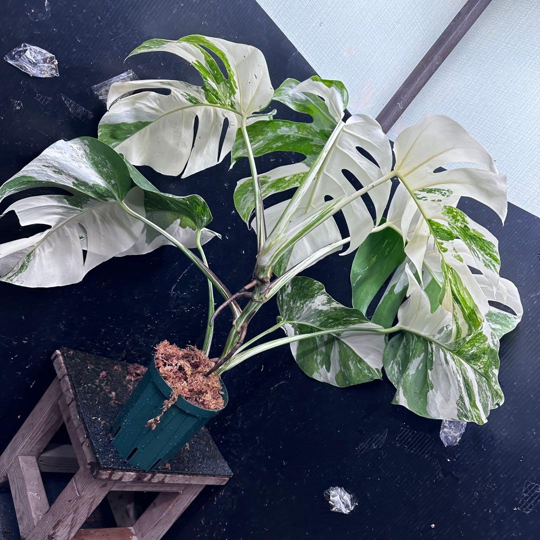 ロ*ラ様 斑入りモンステラ ホワイトタイガー極美大株68cm白斑多