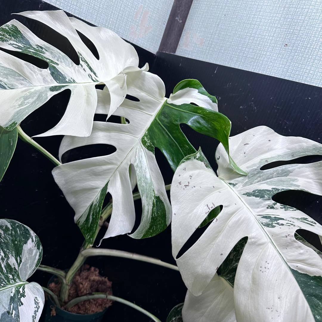 ロ*ラ様 斑入りモンステラ ホワイトタイガー極美大株68cm白斑多