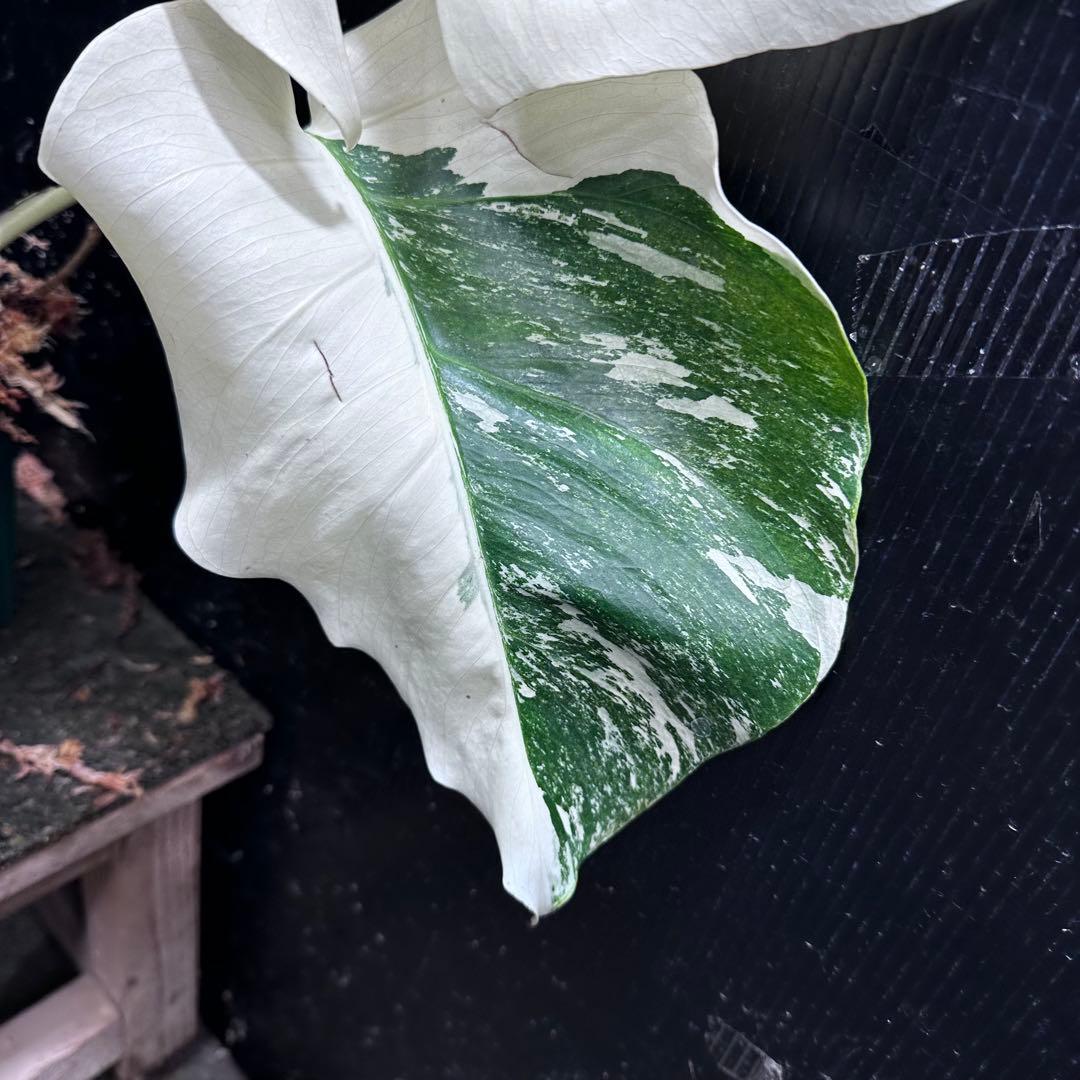 f*.様 斑入りモンステラ ホワイトタイガー極美大株74cm白斑多