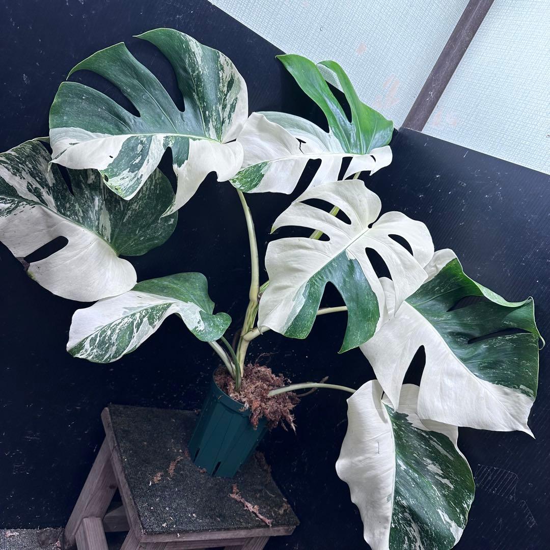 f*.様 斑入りモンステラ ホワイトタイガー極美大株74cm白斑多