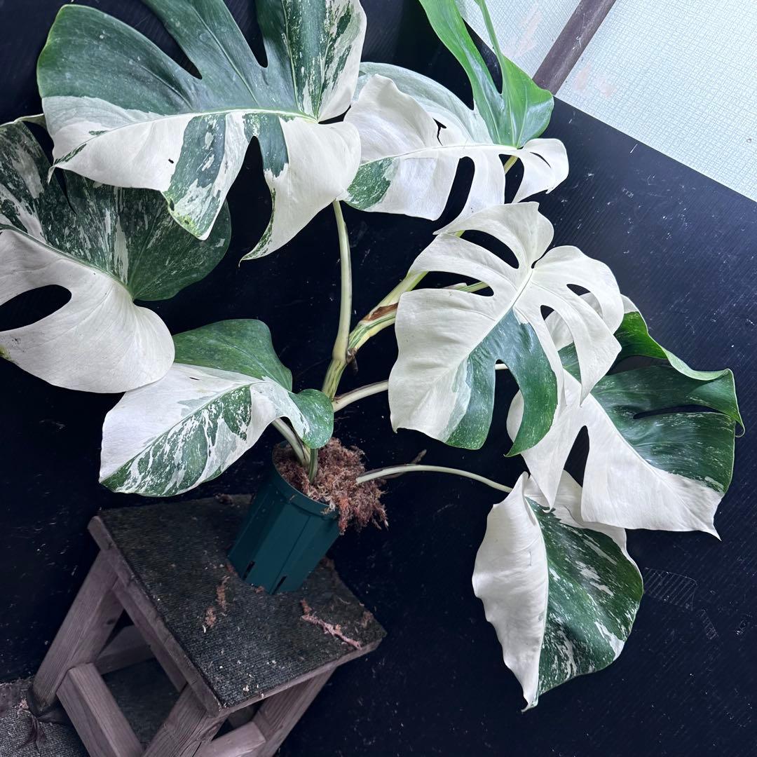 f*.様 斑入りモンステラ ホワイトタイガー極美大株74cm白斑多