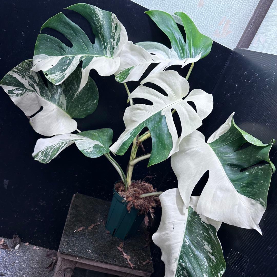 f*.様 斑入りモンステラ ホワイトタイガー極美大株74cm白斑多
