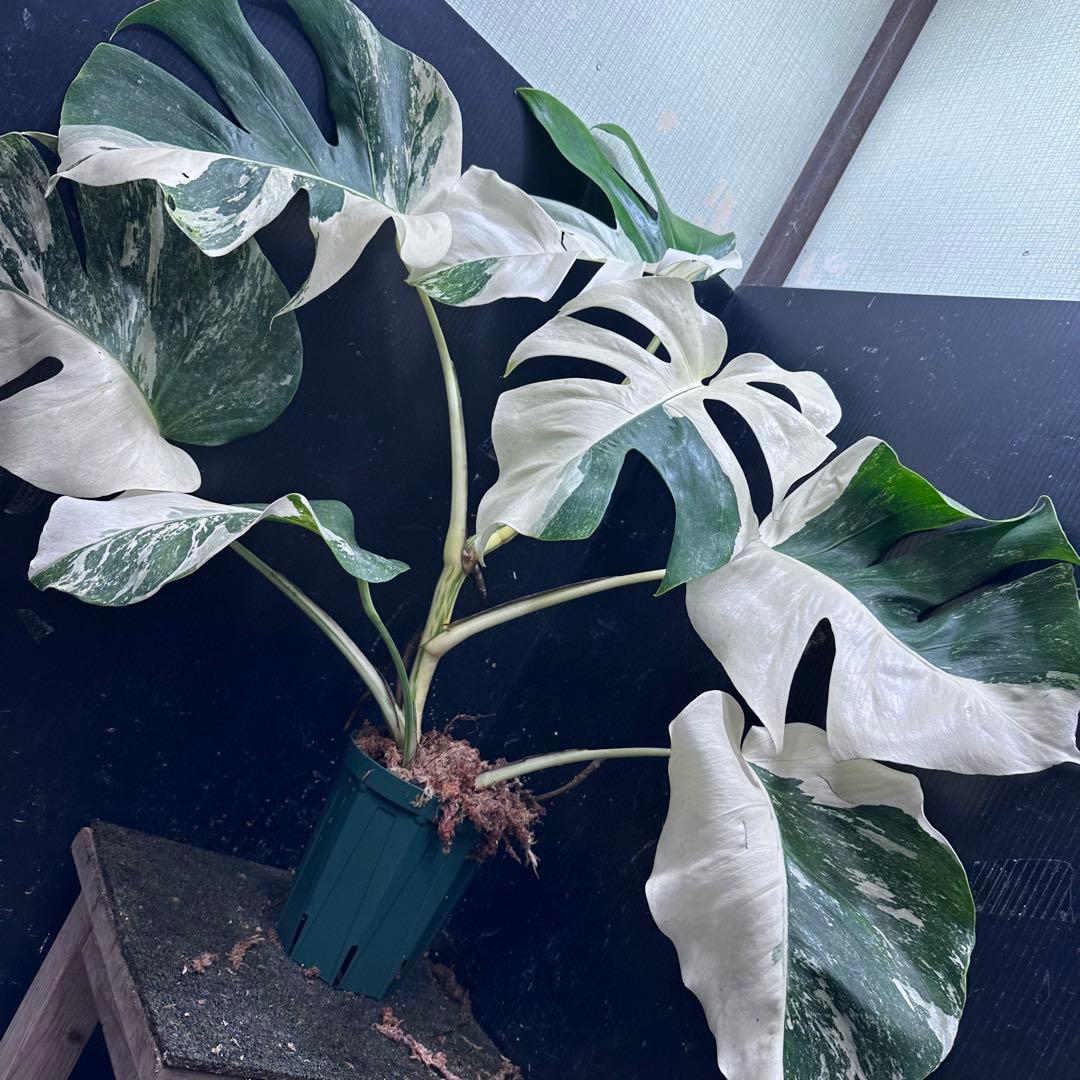 f*.様 斑入りモンステラ ホワイトタイガー極美大株74cm白斑多