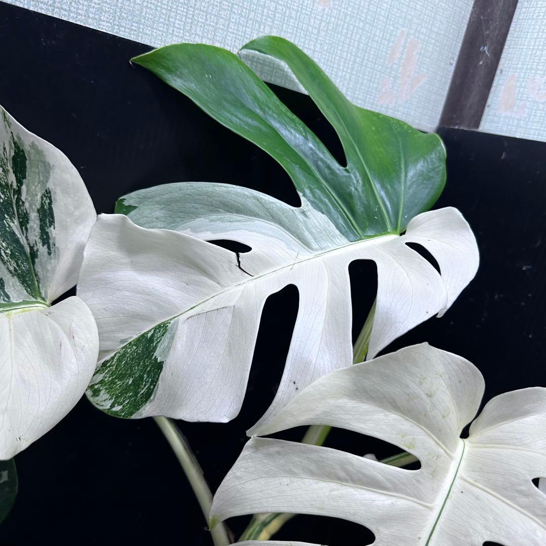 f*.様 斑入りモンステラ ホワイトタイガー極美大株74cm白斑多