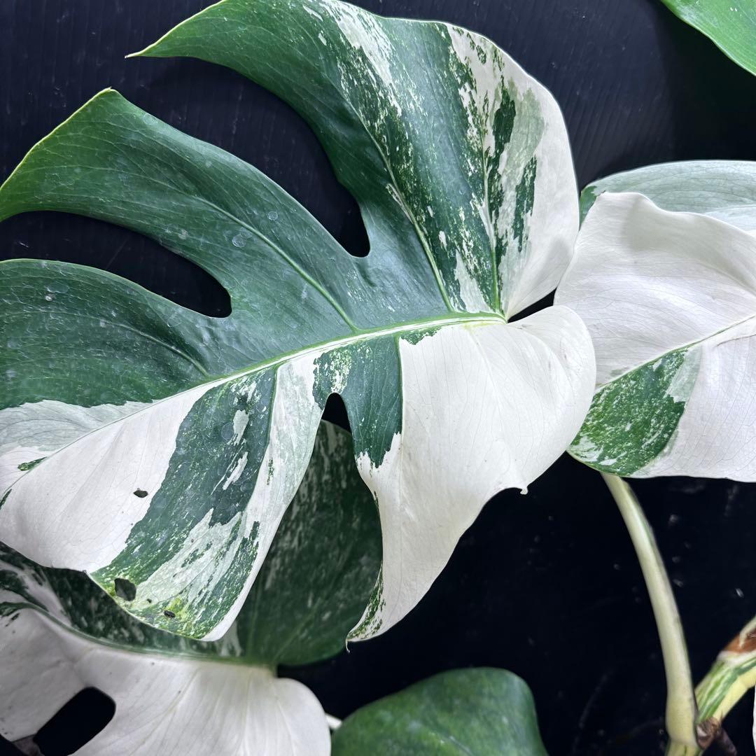 f*.様 斑入りモンステラ ホワイトタイガー極美大株74cm白斑多