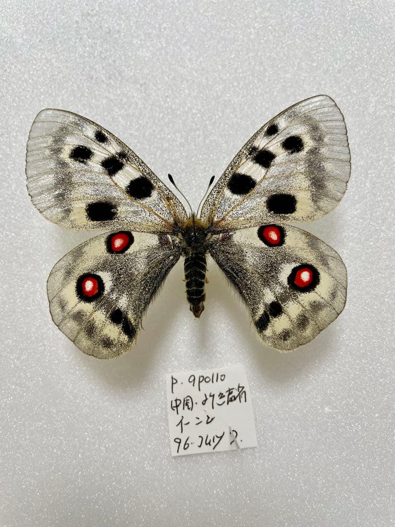 【ペア】パルナシウス・アポロ（新疆省天山）