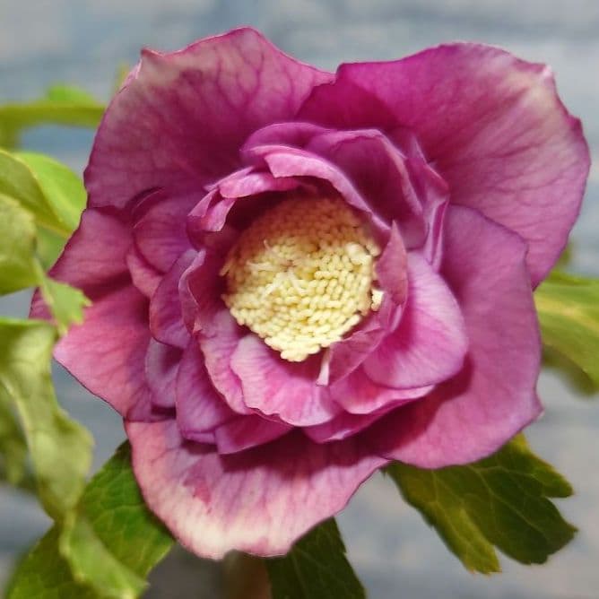 衛*様 ☀️ クリスマスローズ開花株☀️ 6号スリットポット植え ☀