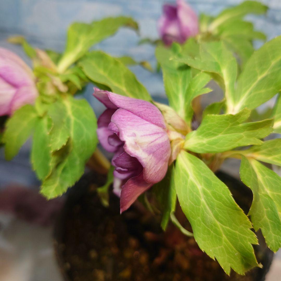 衛*様 ☀️ クリスマスローズ開花株☀️ 6号スリットポット植え ☀