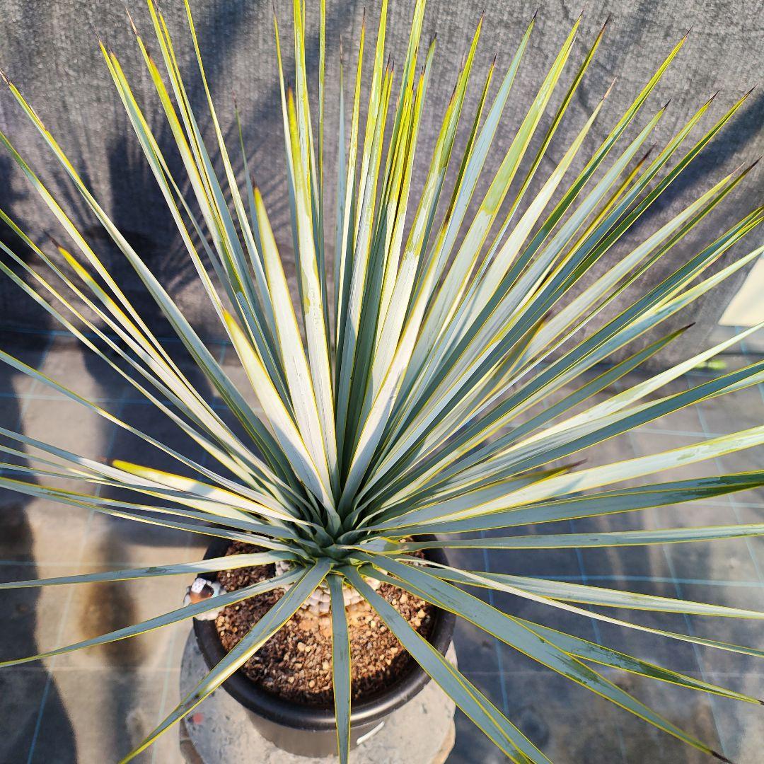 さ*な様 ユッカ ロストラータ Hybrid No.3