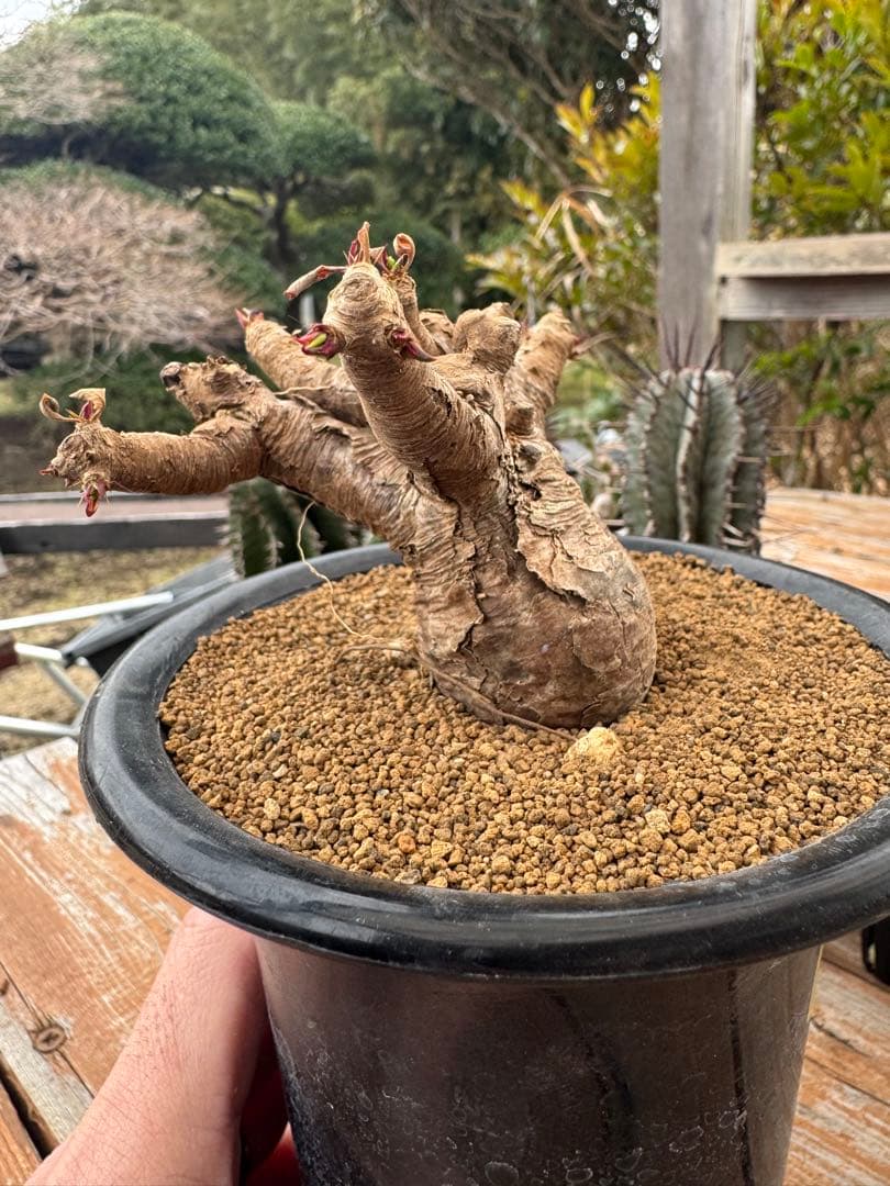 ユーフォルビア　イトレメンシス　①