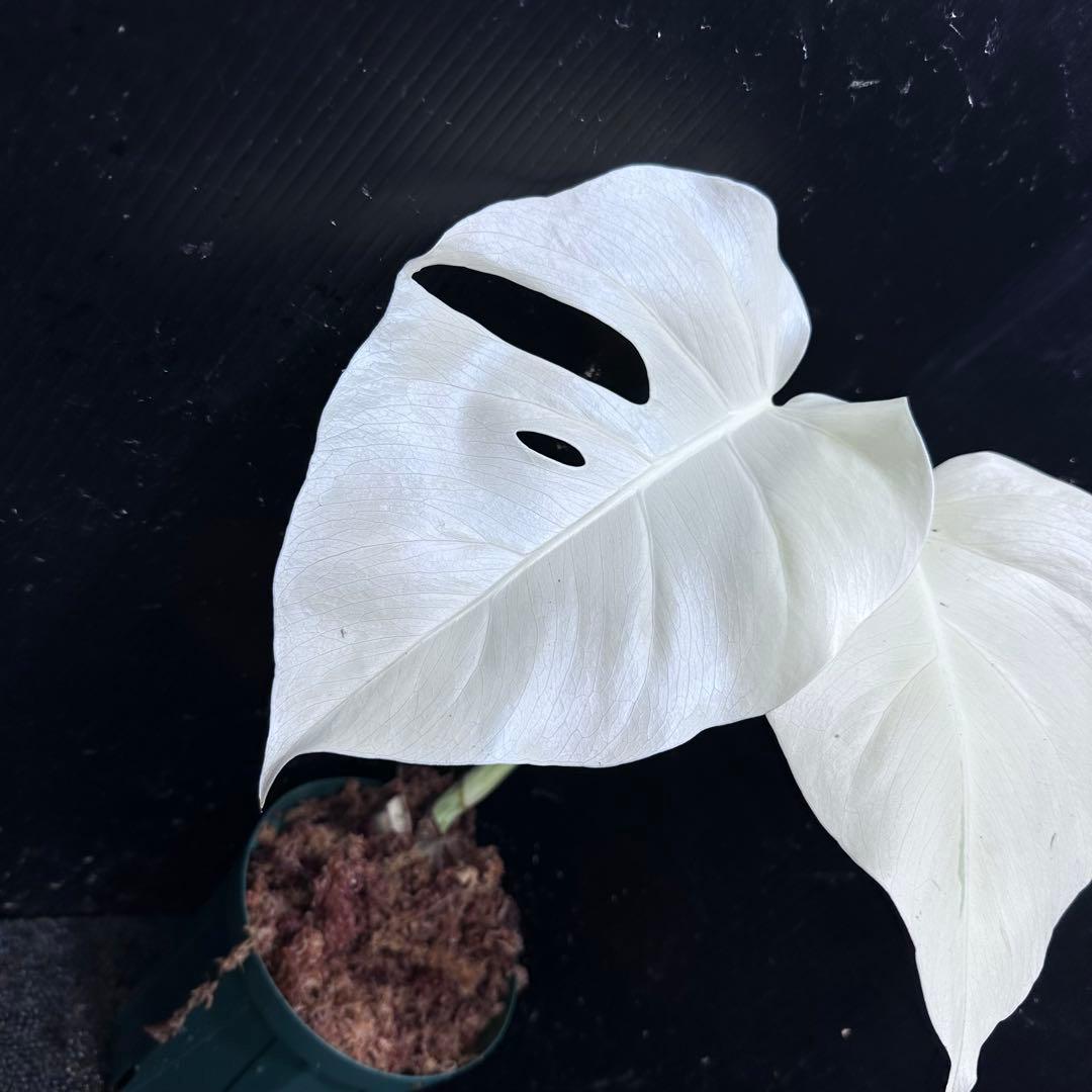 マ*ン様 斑入りモンステラ極上ホワイトタイガーフルムーン4号鉢植え発根済み